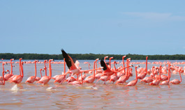 Flamingos in Biosphere Reserve of Celestun